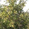 autumn eco tour wild pears